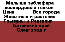 Малыши эублефара ( леопардовый геккон) › Цена ­ 1 500 - Все города Животные и растения » Грызуны и Рептилии   . Алтайский край,Славгород г.